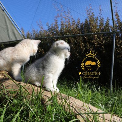 Sibelle,papyrus & les Trésors