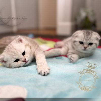 Sibelle,papyrus & les Trésors