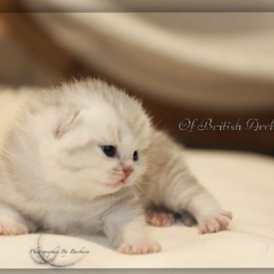 Tiki Of british Archanges