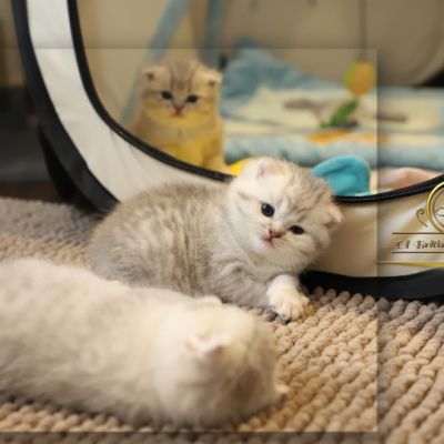 Tiki Of british Archanges