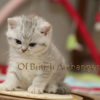 Tiki Of british Archanges