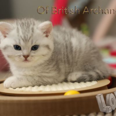 Tiki Of british Archanges