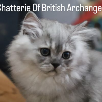 Volpone Of British Archanges