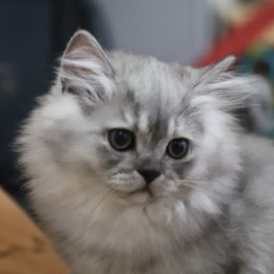 Volpone Of British Archanges