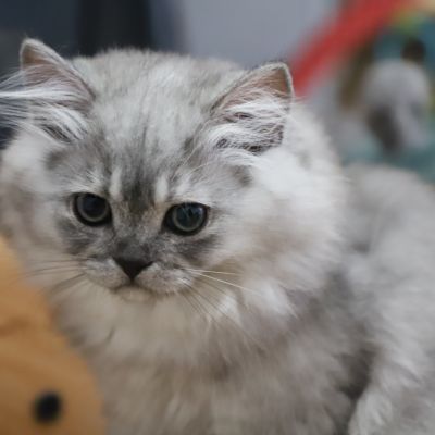 Volpone Of British Archanges