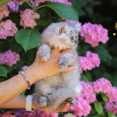 Velours blue renommé Volponene