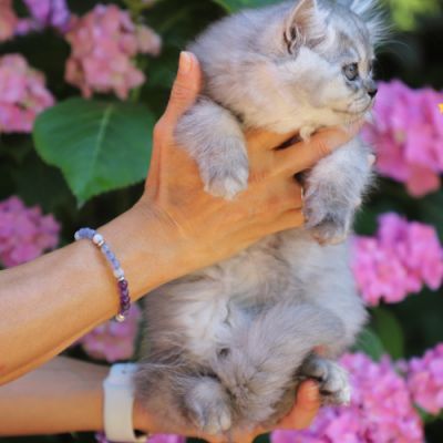 Velours blue renommé Volpone