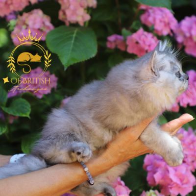 Velours blue renommé Volpone