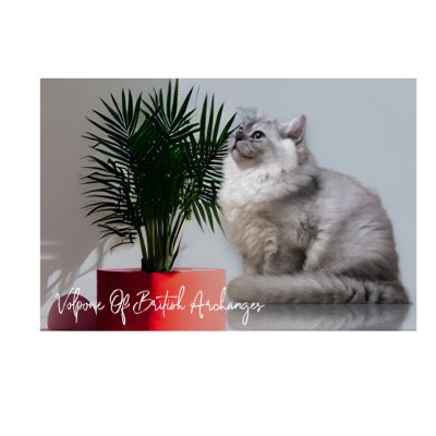 Volpone Of British Archanges