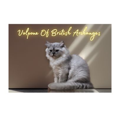 Volpone Of British Archanges