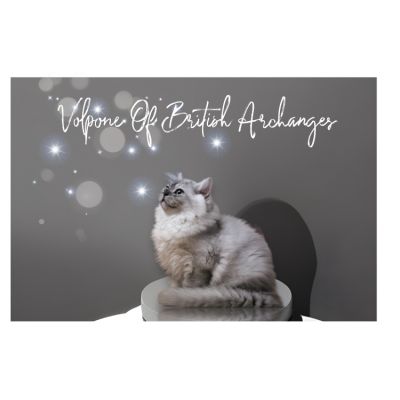 Volpone Of British Archanges