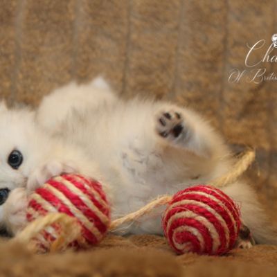 Rolling S'tone Of British Archanges