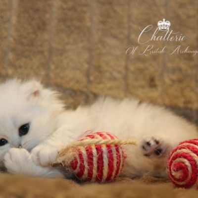 Rolling S'tone Of British Archanges