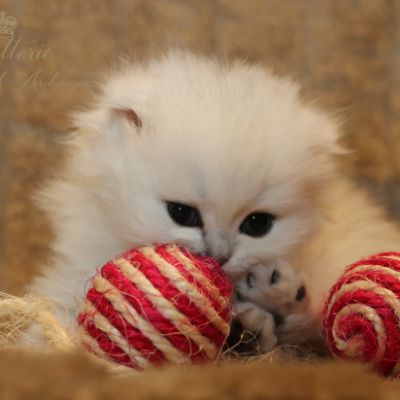 Rolling S'tone Of British Archanges