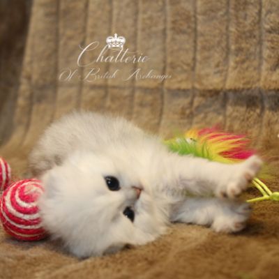 Rolling S'tone Of British Archanges