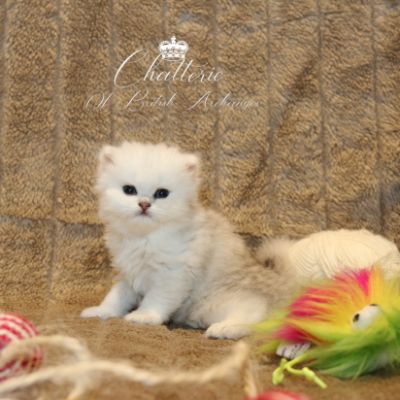 Rolling S'tone Of British Archanges