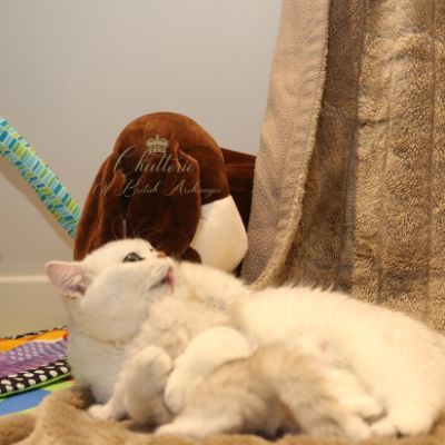 Rolling S'tone Of British Archanges