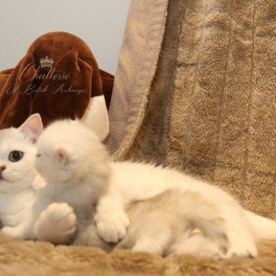 Rolling S'tone Of British Archanges