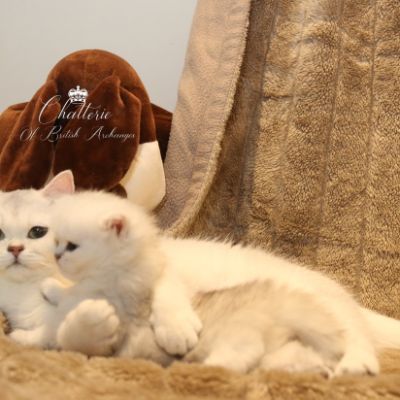 Rolling S'tone Of British Archanges