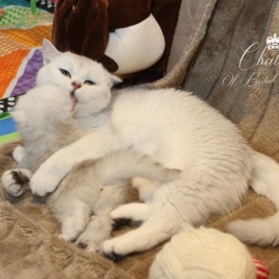 Rolling S'tone Of British Archanges