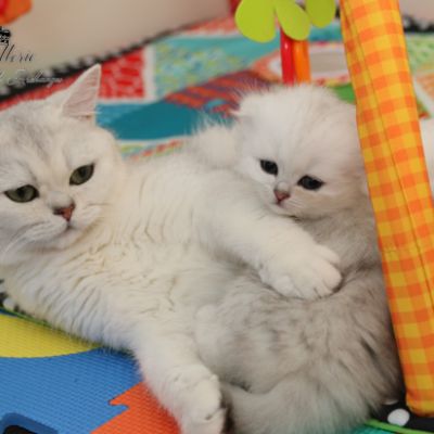 Rolling S'tone Of British Archanges