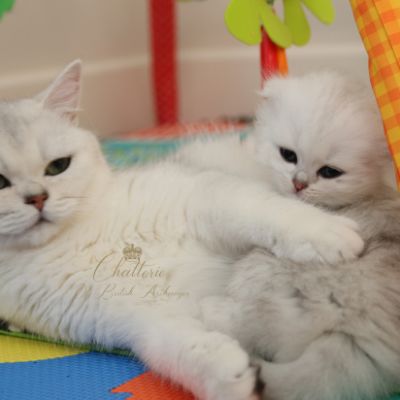 Rolling S'tone Of British Archanges