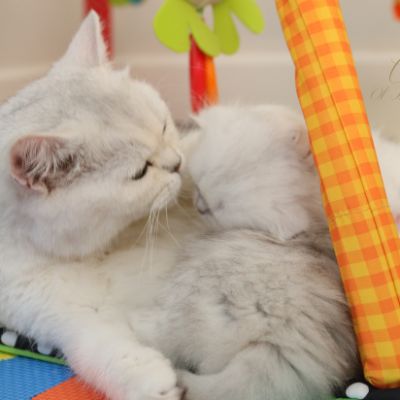 Rolling S'tone Of British Archanges