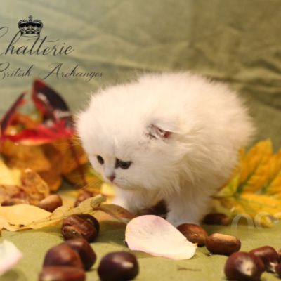 Rolling S'tone Of British Archanges