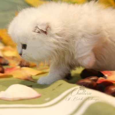 Rolling S'tone Of British Archanges