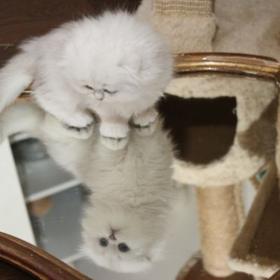 Rolling S'tone Of British Archanges