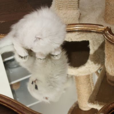 Rolling S'tone Of British Archanges