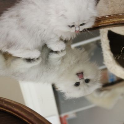 Rolling S'tone Of British Archanges