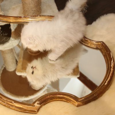 Rolling S'tone Of British Archanges