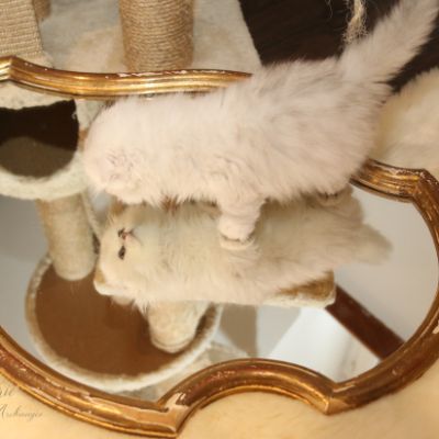 Rolling S'tone Of British Archanges