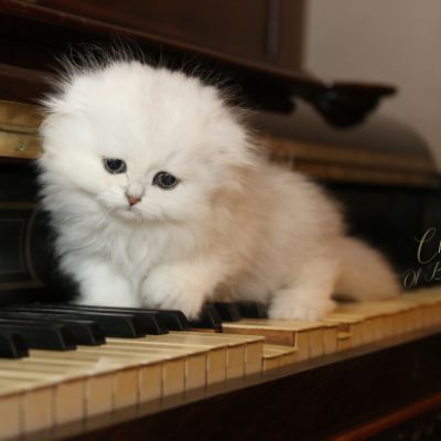 Rolling S'tone Of British Archanges