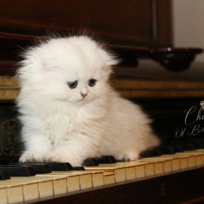 Rolling S'tone Of British Archanges