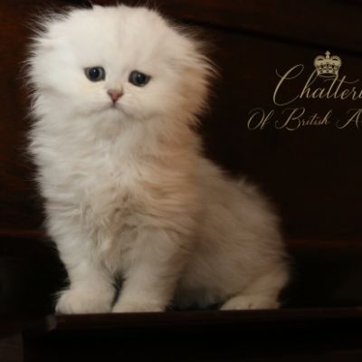 Rolling S'tone Of British Archanges