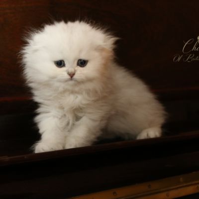 Rolling S'tone Of British Archanges