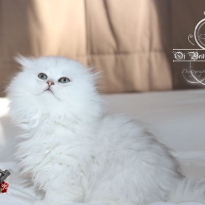 Rolling S'tone Of British Archanges