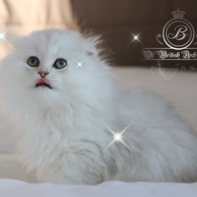 Rolling S'tone Of British Archanges