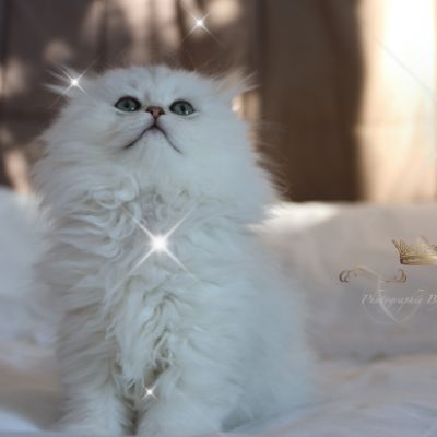 Rolling S'tone Of British Archanges