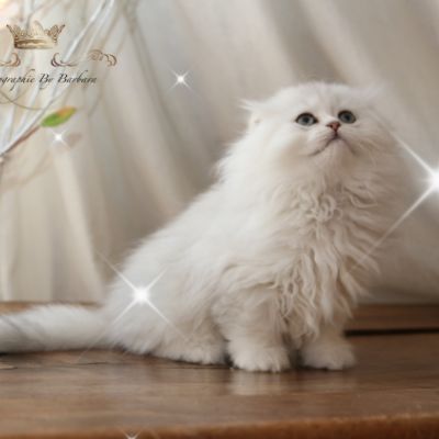 Rolling S'tone Of British Archanges