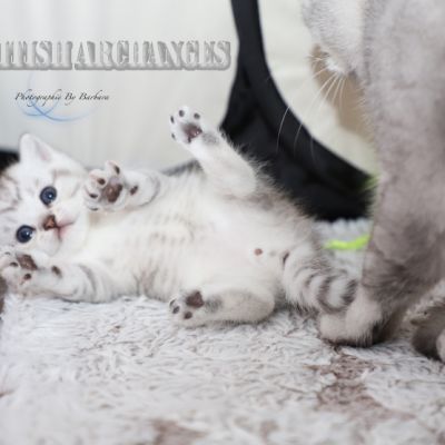 les délicieux Of British Archanges