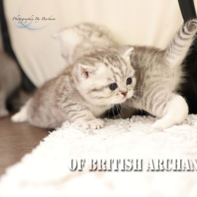 les délicieux Of British Archanges