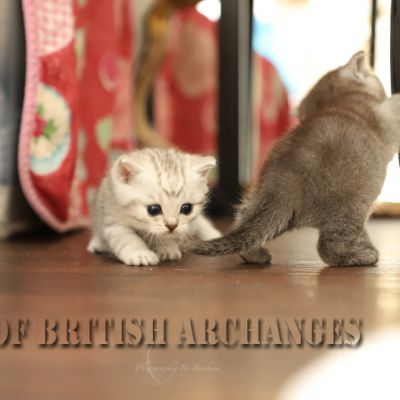 les délicieux Of British Archanges