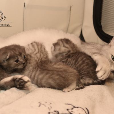 les délicieux Of British Archanges