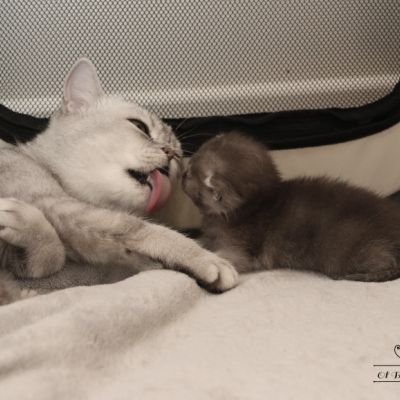 les délicieux Of British Archanges