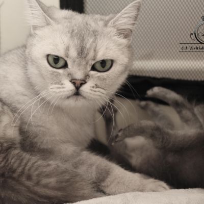 les délicieux Of British Archanges