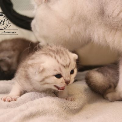 les délicieux Of British Archanges