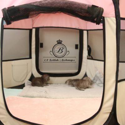 les délicieux Of British Archanges